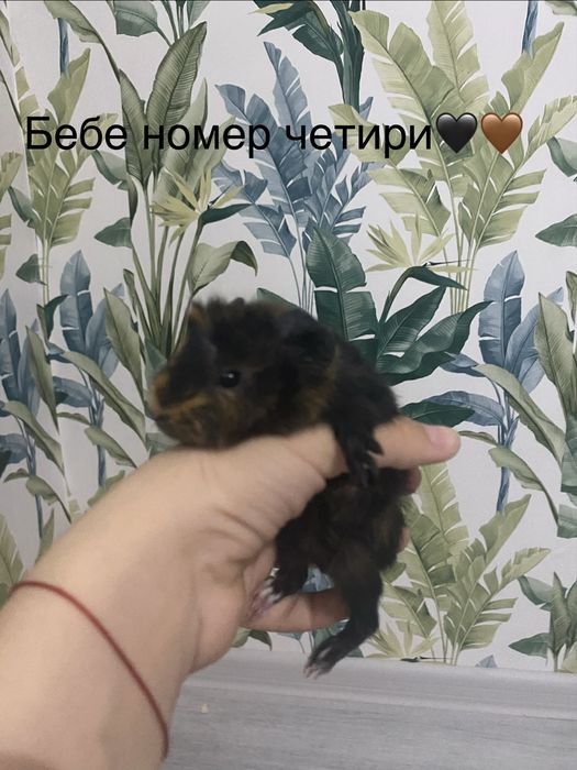 Чистокръвни морски свинчета