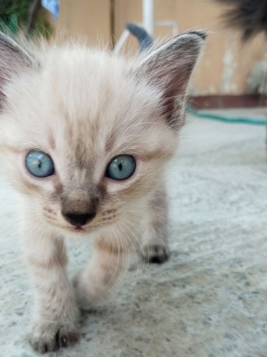 Сиямский котик/ Simay mushugi