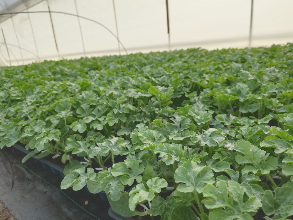 Răsaduri de pepene verde altoite