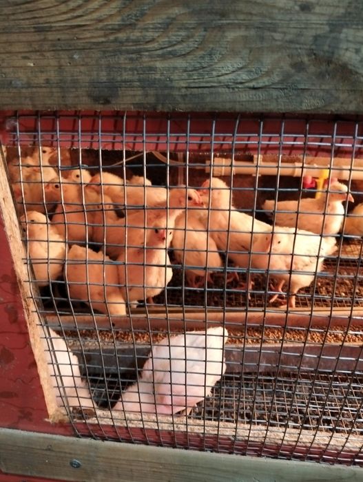 Продам цыплят Адлер серебро