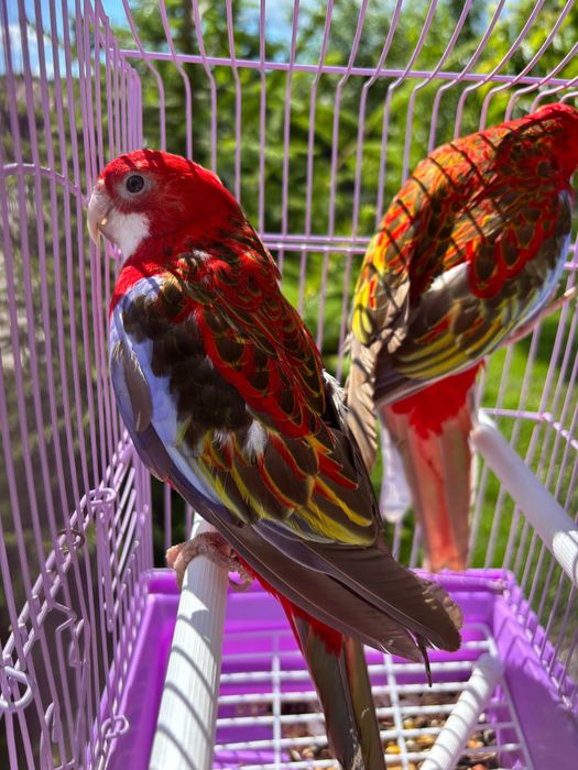 Papagali Rosella