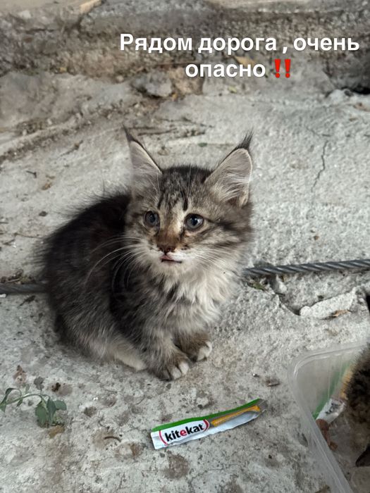 Котенок ищет дом