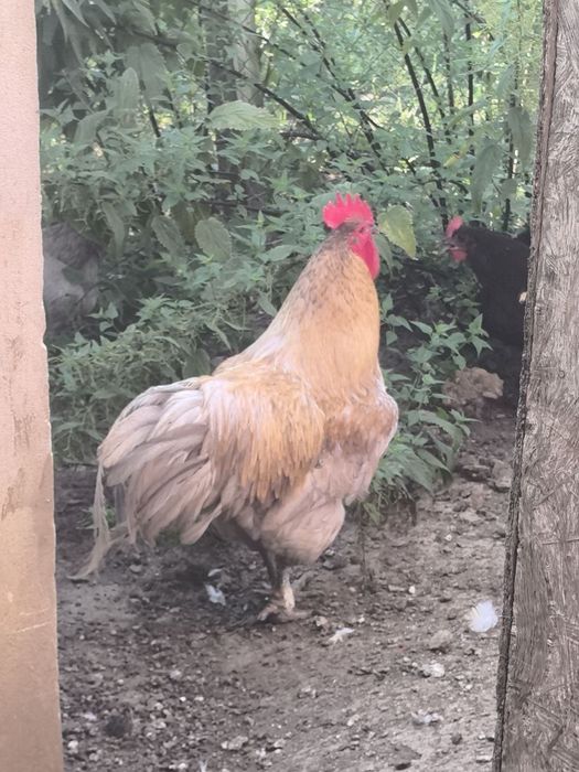 Cocosi australorp