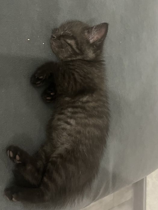 котенок, кошка, киса