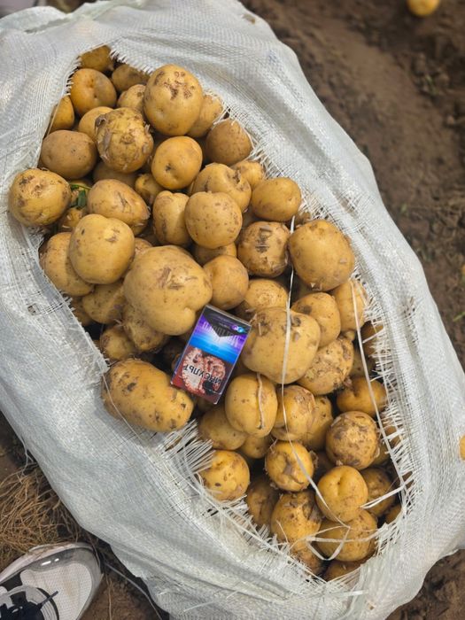 Картошка морковь свекла оптом