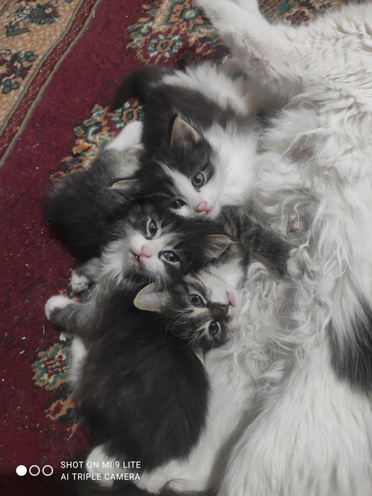 Котята бесплатно