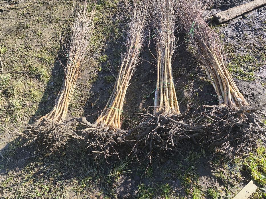 Puieții salcâm la preț bun