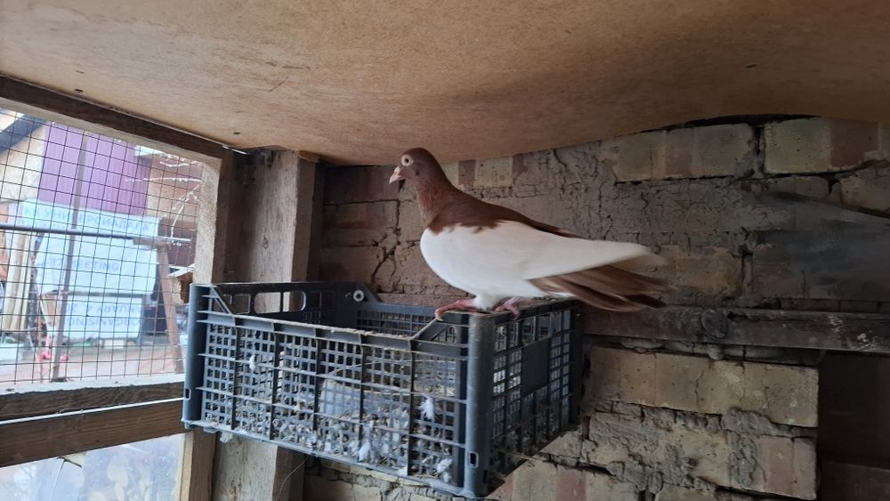 Голуби камышинские