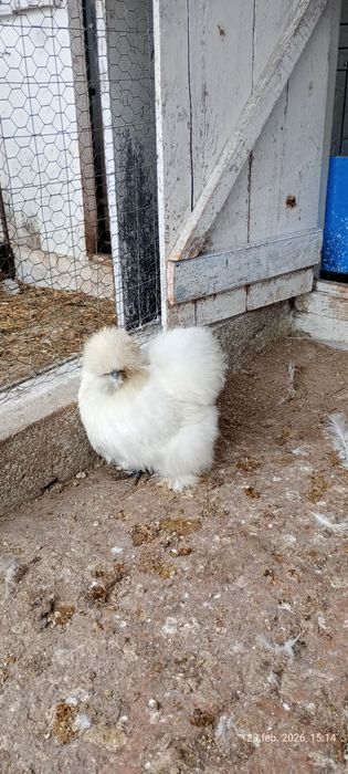 Vând mătase japoneză