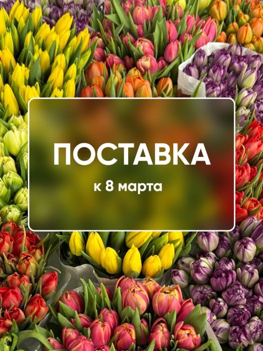 Тюльпаны Голландские