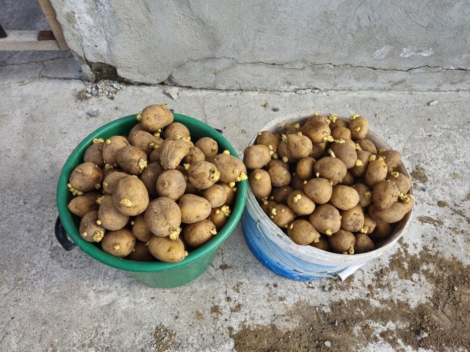 Продам картошку семена