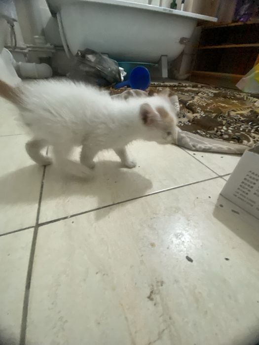 Марғау бір жарым айлық