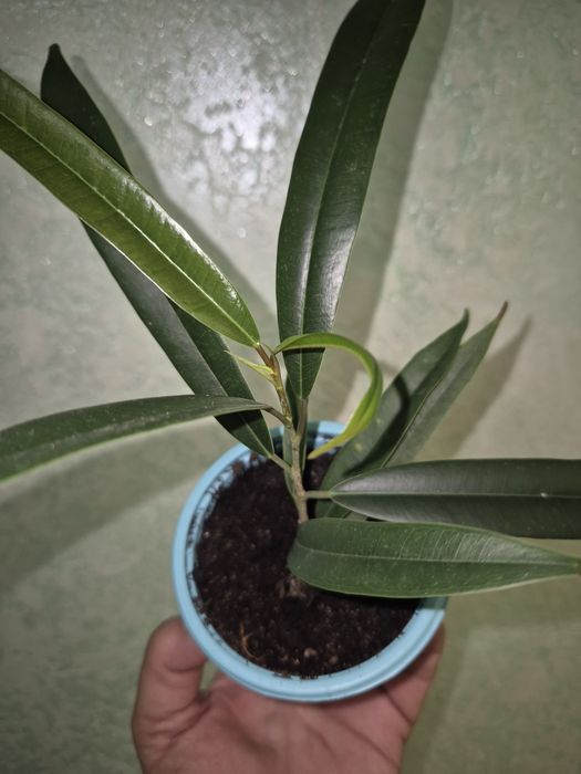 Домашние растения