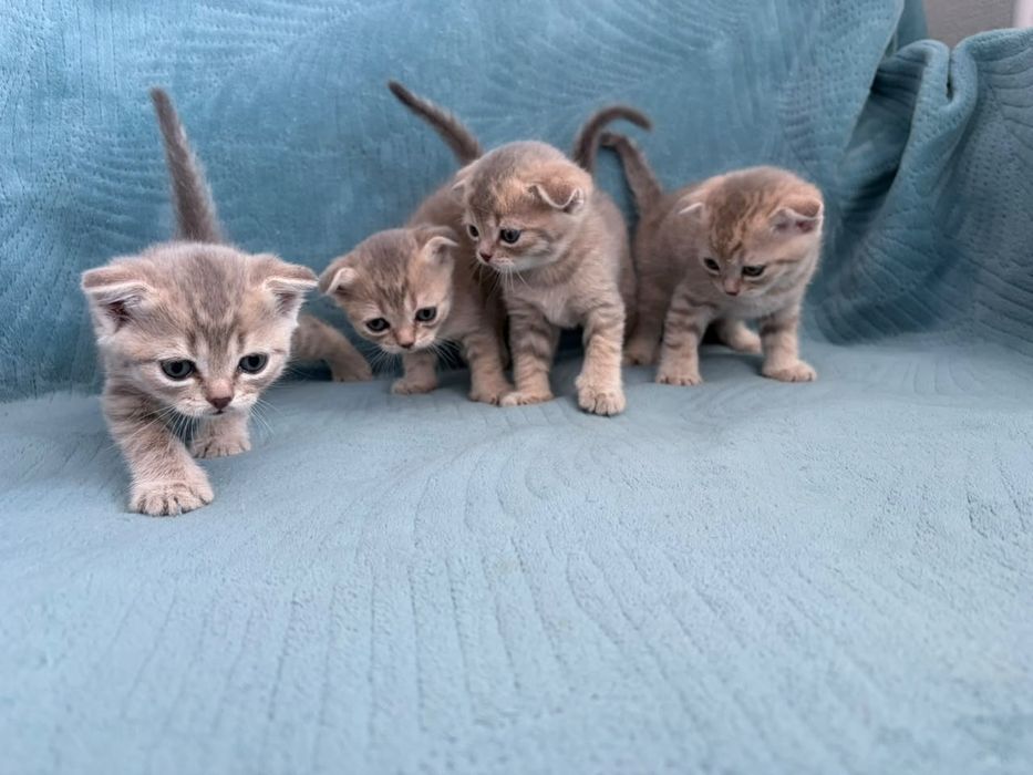 Продаю веслоухих шотланских котят