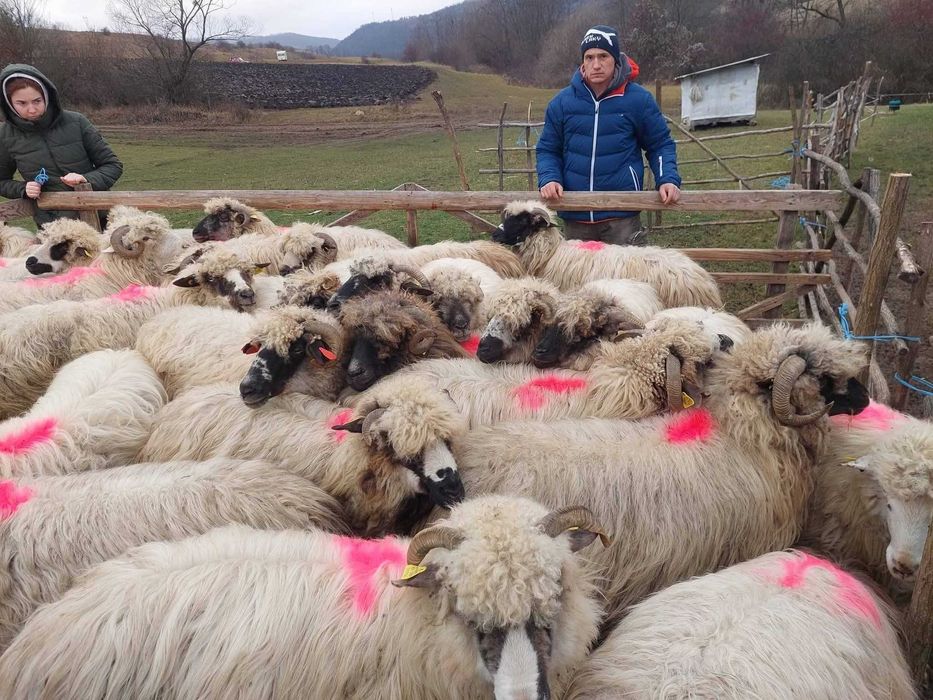 Oii mame disponibile