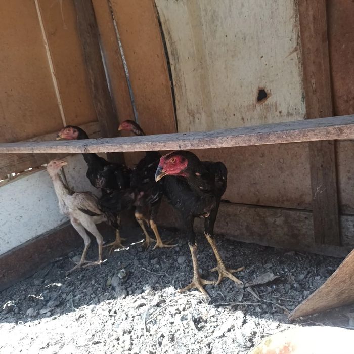 Assalomu aleykum jojalar sotiladi