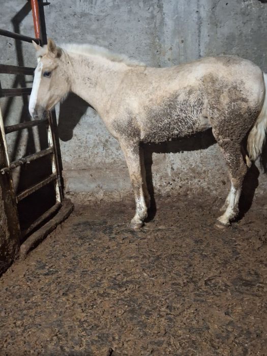 Жылқы адемі семіз