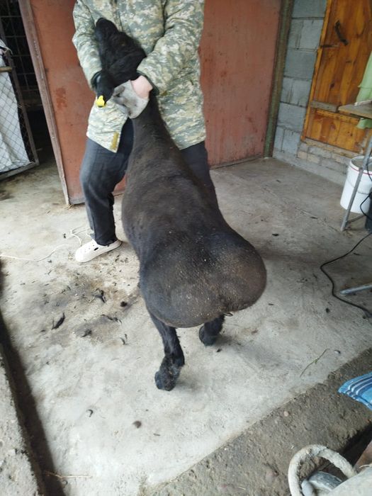 Қошқар, Баран, сатылады.