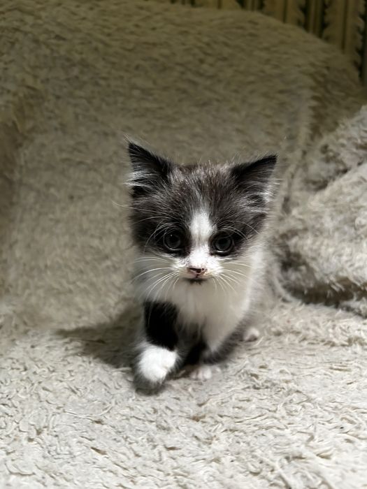 Котенка отдам в добрые руки