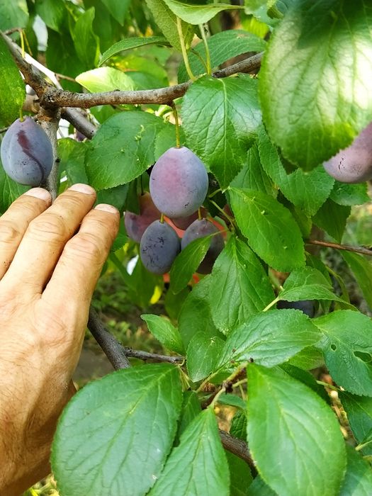 Vând prune pentru țuică cu Brix 24-28