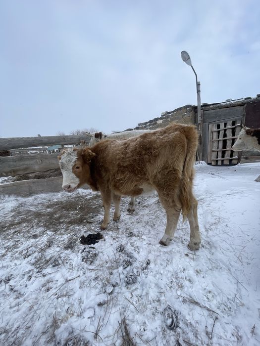 1 жасар ұрғашы тайынша