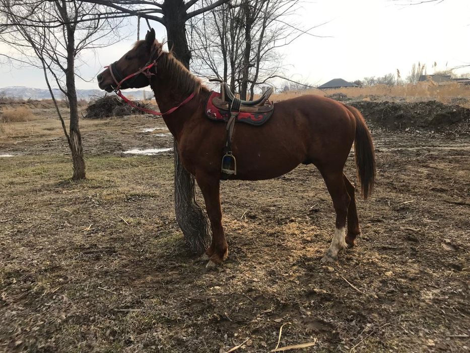 Аиғр сатылады  ағлшн 8жасар