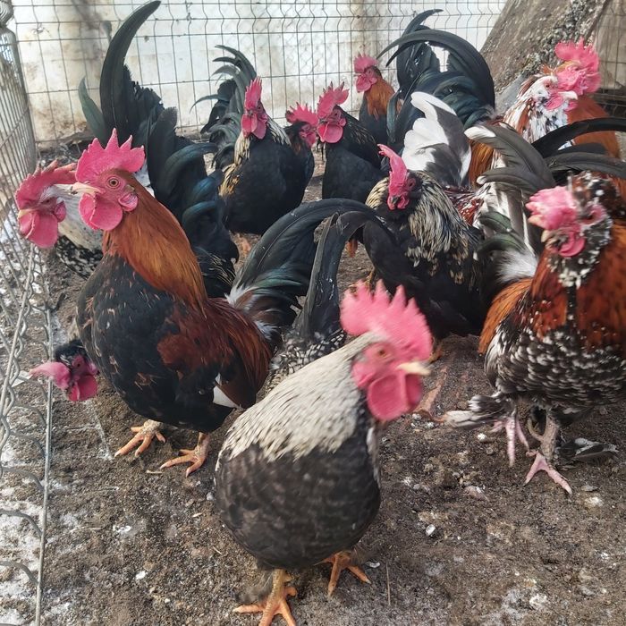 Găinușe și cocoșei pitici