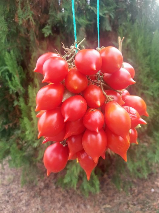 Семена домати Пиеноло дел Везувио