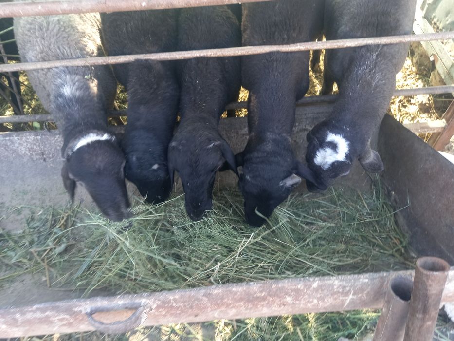 Кучкорлар сотилади