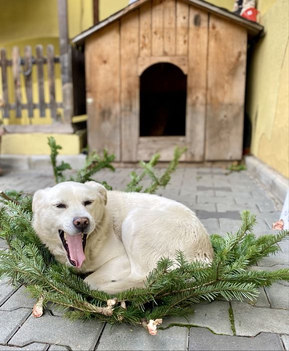 Cățel spre adopție – își caută o familie iubitoare