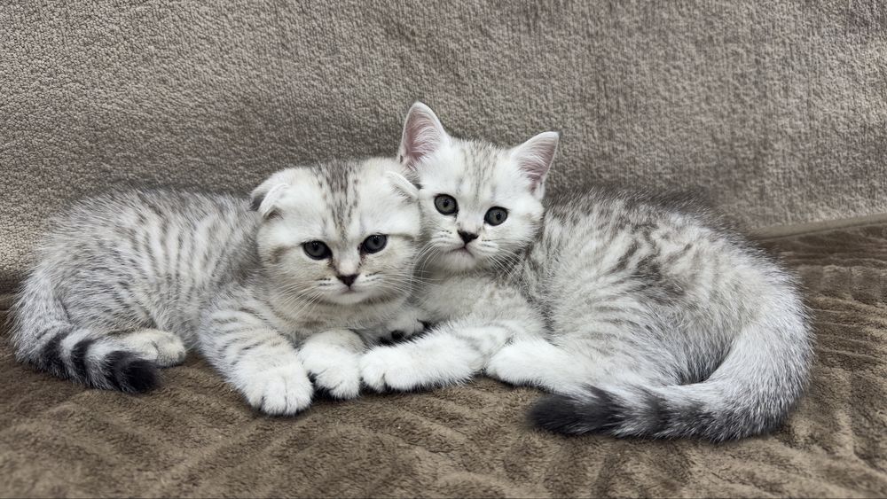 Плюшевые шотландские и британские котята ищут свои дома.