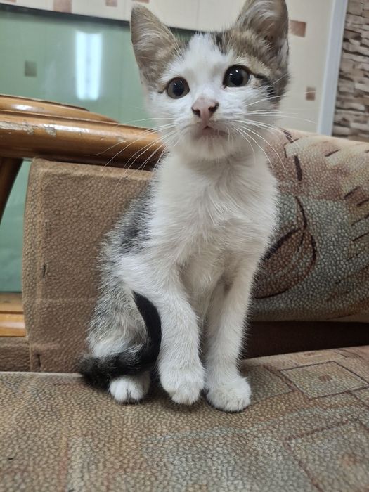 Отдам котя в добрые руки