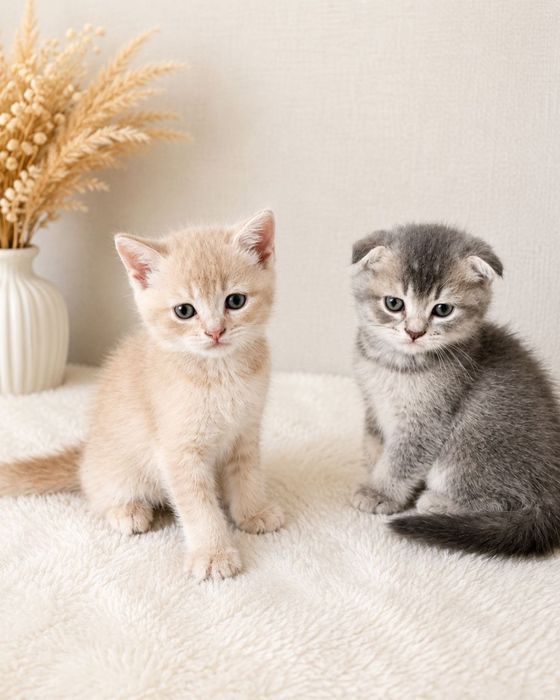 Котята скоттиш фолд, скоттиш страйт