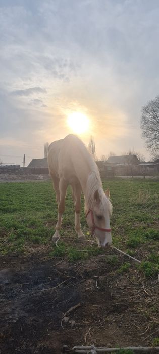 Продам   жеребца