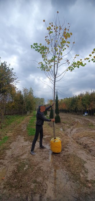 Липа сотилади 5-6 метр