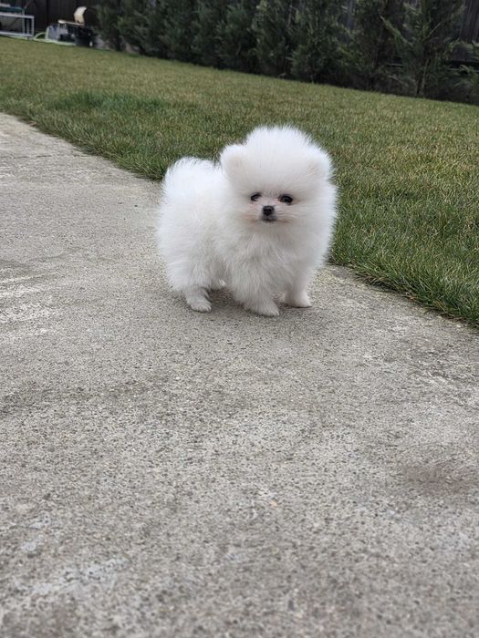 Pui rasa pomeranian