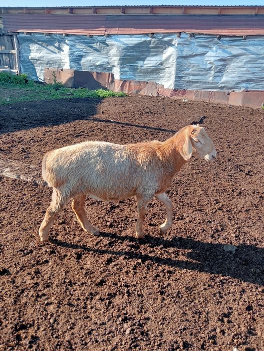 Кошкар на обмен поменять кровь