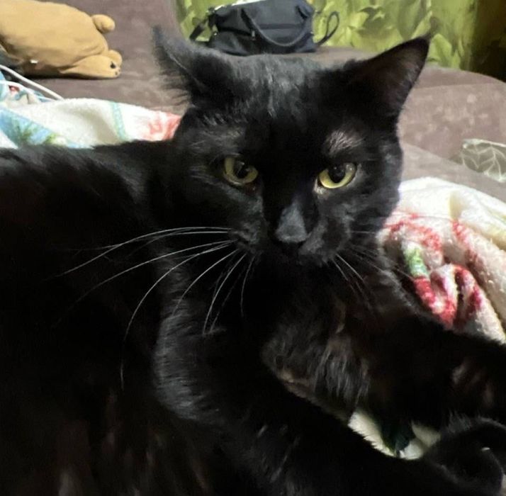 Отдам кота в хорошие добрые руки