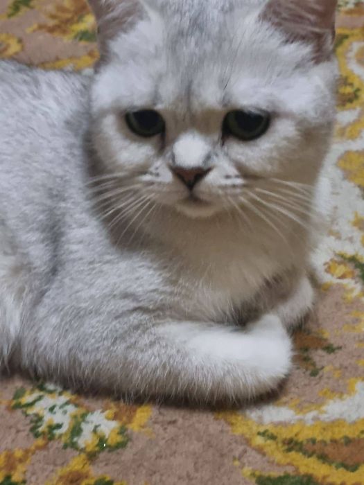 Мушук жуда ак,иллик