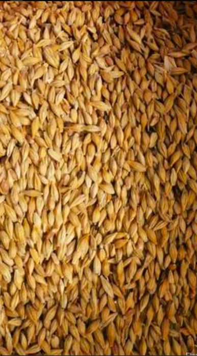 Бидай арпа кебек