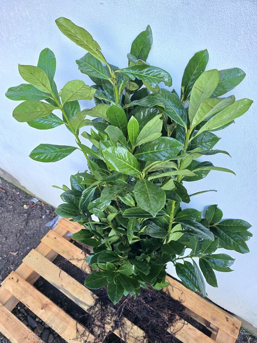 Laur Englezesc NOVITA 60-80cm - Ramificat - Prumus Laurocerasus