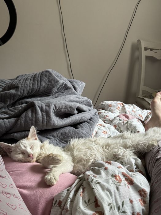 Котик в добрые руки