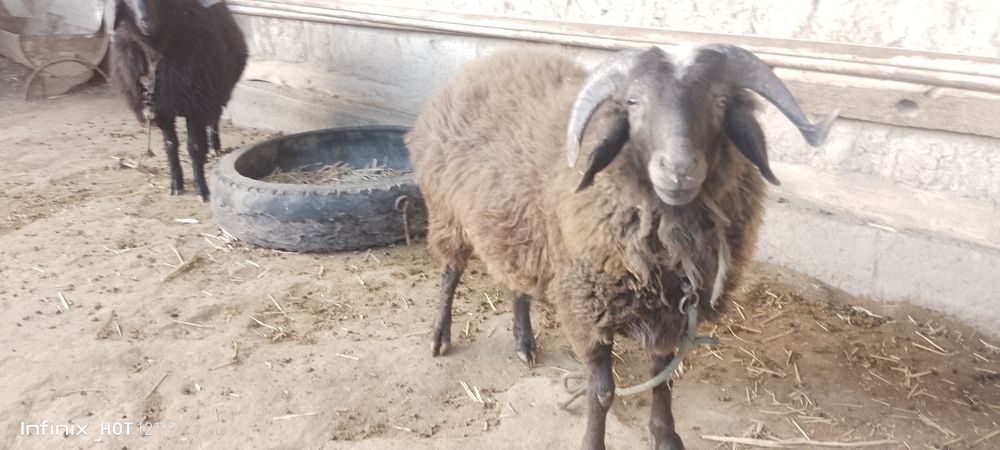 Yalangoch yosh busty ayol