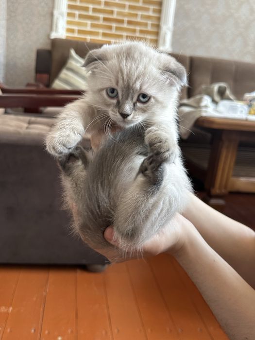 Котята, веслоухие