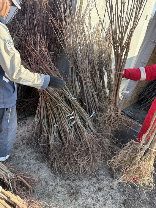 Саженцы  плодовых   деревьев