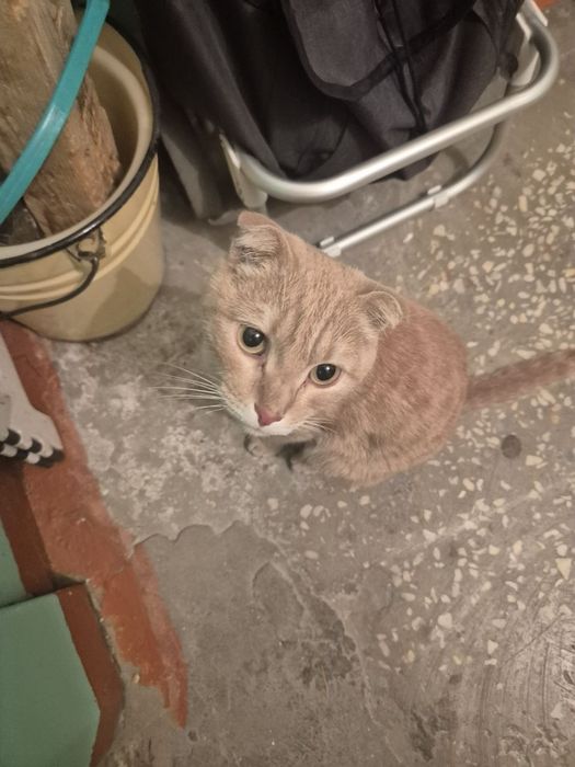Отдаем кота, породы Скоттиш-фолд