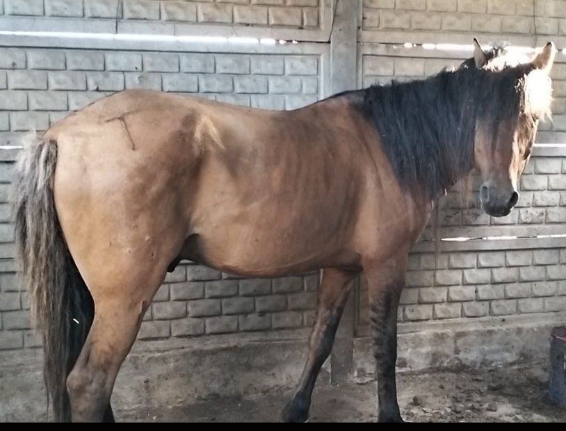 Мұғалжар айғыры сатылады.