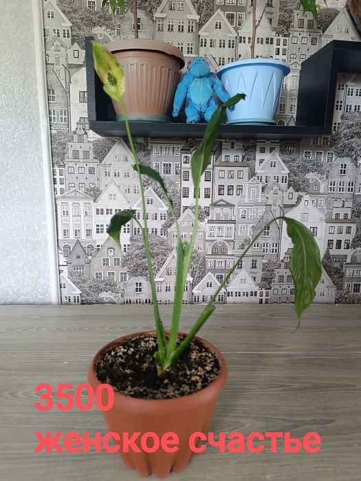 Цветы недорого женское счастье