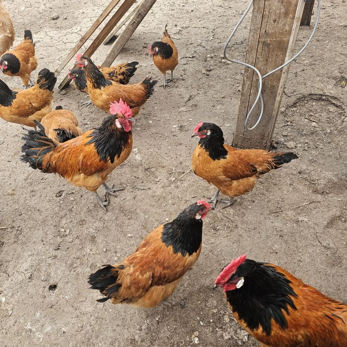 Био месо, яйца за за люпене, пуйки селски