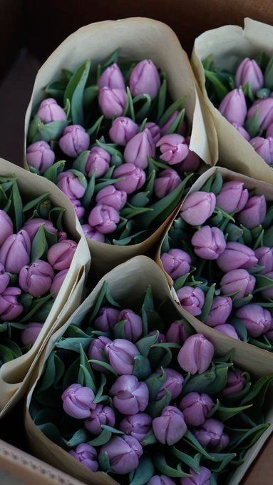 Тюльпаны предзаказ на 7-8